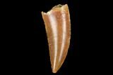 Serrated, Raptor Tooth - Real Dinosaur Tooth #178475-1